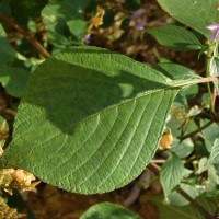 Strobilanthes diandra var. densa (C.B.Clarke) J.R.I.Wood